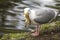 Glaucous-winged Gull seagull catching a duckling in its beak