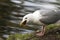 Glaucous-winged Gull seagull swallowing a duckling in its beak