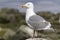 Glaucous-winged gull is sitting on a rock by the