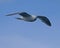 Glaucous-winged gull in South Eastern Alaska