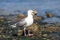 A Glaucous-winged seagull ` Larus glaucescens `