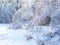 Glazed Tree Branch After Winter Ice Storm-Stock photos