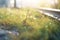 gleaming rails with dew-covered undergrowth