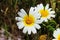 Glebionis coronaria, Chrysanthemum coronarium wild flower