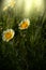 Glebionis Coronaria Chrysanthemums, a white and yellow daisy. Common names: garland chrysanthemum