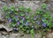 Glechoma hederacea blooms in nature in spring