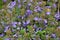 Glechoma hederacea blooms in nature in spring