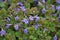 Glechoma hederacea blooms in nature in spring
