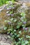 Glechoma hederacea blooms in nature in spring