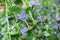 Glechoma Hederacea / Creeping Charlie