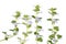 Glechoma hederacea (Ground Ivy)