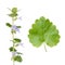 Glechoma hederacea (Ground Ivy)