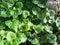 Glechoma hederacea - medicinal herb