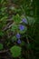 Glechoma hederacea medicinal purple plant in spring season