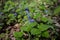 Glechoma hirsuta with violet flowers in forest