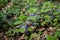 Glechoma hirsuta with violet flowers in forest