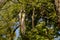 Gledicia three-lobed or Gledicia vulgaris a species of trees from the genus Gleditsia. Acacia