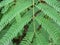 Gleditsia tree branch  close up. Green gleditsia leaves at summer