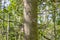 Gleditsia triacanthos in Abkhazia, spiny tree