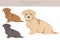 Glen of Imaal terrier clipart. Different poses, coat colors set