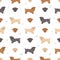 Glen of Imaal terrier seamless pattern. Different poses, coat colors set