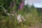 Glenariff Forest Park  dandelion