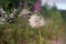 Glenariff Forest Park  dandelion