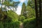 Glenariff Forest Park  forrest path