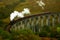 Glenfinnan viaduct