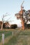 Glengarry Sunset Dairy Pasture View of Living and Dead Eucalyptus trees in Victoria Australia