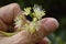 Glenleven Linden Tree flower cluster macro