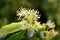 Glenleven Linden Tree flowers