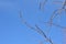 Glenleven Linden Tree spring buds on branches â€“ signs of spring - horizontal