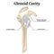 Glenoid cavity. Rendering of the clavicular joint.