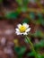 Gletang wild grass flower (Tridax procumbens L.)