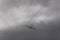 Glider floating under storm clouds