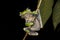 Gliding frog