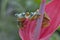 Gliding frog (Rhacophorus reinwardtii) sitting on flower