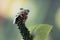 Gliding frog (Rhacophorus reinwardtii) sitting on leaves