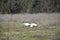 Gliding Great Egret Over a Hay Field