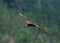 Gliding hunting Black Kite