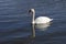 Gliding Mute Swan