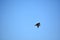 Gliding Osprey Bird in Light Blue Skies