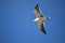 Gliding seagull