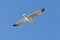 Gliding seagull