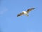 Gliding (Seagull)