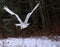 Gliding Snowy Owl