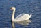 Gliding Swan