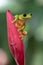 Gliding tree frog Agalychnis spurrelli