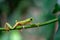 Gliding tree frog Agalychnis spurrelli